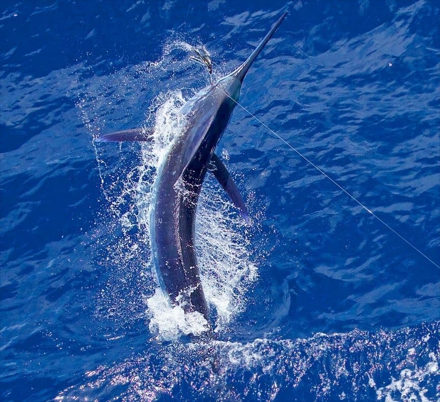 Navigating deep sea fishing grounds off Islamorada coast